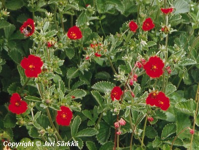  Potentilla atrosanguinea 